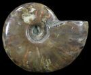 Flashy Red Iridescent Ammonite - Wide #52348-1